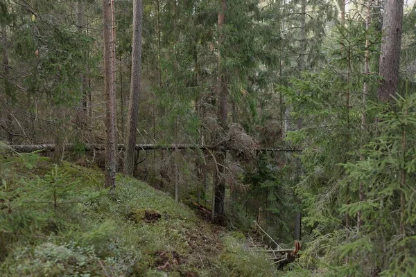 Majestätischer Immergrüner Wald Mächtige Kiefern Und Fichten Moos Farne Pflanzen — Stockfoto