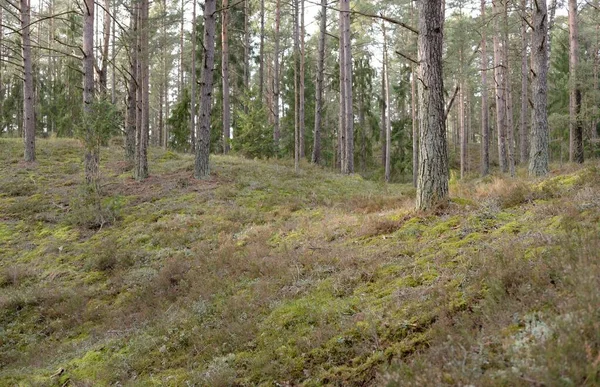 Görkemli Evergreen Ormanı. Güçlü çam ve çam ağaçları, yosun, eğrelti otu, bitkiler. Yumuşak güneş ışığı. Baharın başında. Saf doğa. Ekoloji, yürüyüş, temiz hava, sağlıklı yaşam tarzı kavramları.
