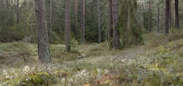 Görkemli Evergreen Ormanı. Güçlü çam ve çam ağaçları, yosun, eğrelti otu, bitkiler. Yumuşak güneş ışığı. Baharın başında. Saf doğa. Ekoloji, yürüyüş, temiz hava, sağlıklı yaşam tarzı kavramları.