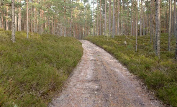 Görkemli yemyeşil ormanın içinden geçen yol (kırsal yol). Güçlü çam ve çam ağaçları, yosun, eğrelti otu, bitkiler. Yumuşak ışık. Baharın başında. Saf doğa. Ekoloji, yürüyüş, temiz hava, sağlıklı yaşam tarzı.