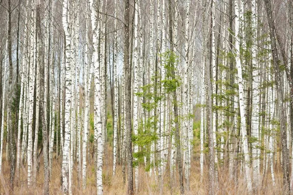 Las Pokryty Mrozem Pierwszym Śniegiem Brzoza Sosna Świerki Wczesna Zima — Zdjęcie stockowe