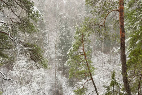 Snötäckta Övervuxna Kullar Majestätisk Vintergrön Skog Mäktiga Tallar Och Granar — Stockfoto