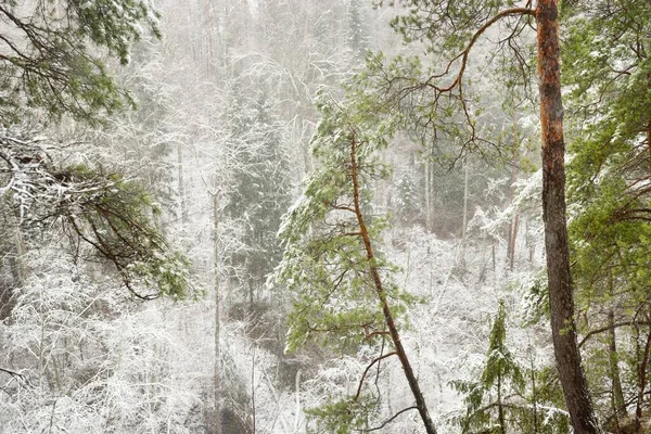 Collines Envahies Par Neige Dans Une Majestueuse Forêt Feuilles Persistantes — Photo