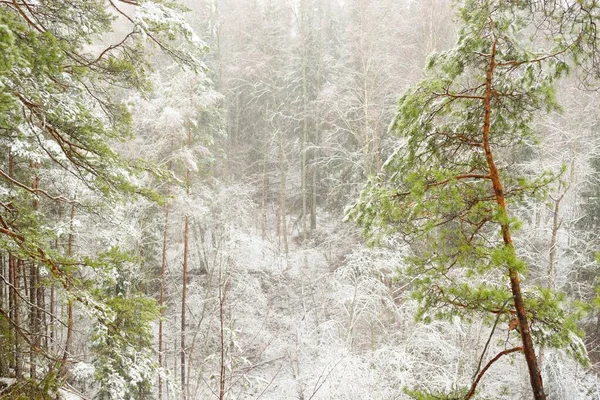 Snow Covered Overgrown Hills Majestic Evergreen Forest Mighty Pine Spruce — ストック写真
