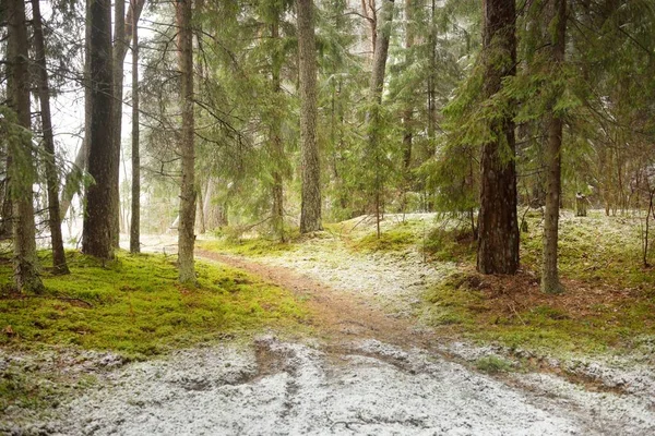 Floresta Pinheiros Coberta Neve Nevasca Árvores Verdes Poderosas Fecham Paisagem — Fotografia de Stock