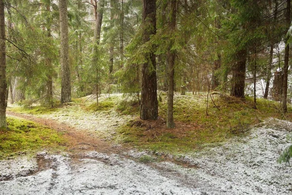 Karla kaplı çam ağacı ormanı. Kar fırtınası. Her daim yeşil olan ağaçlar. Karanlık atmosferik manzara. Idyllic kırsal kesim. Kış Harikalar Diyarı. Panoramik manzara. Saf doğa, eko-turizm.