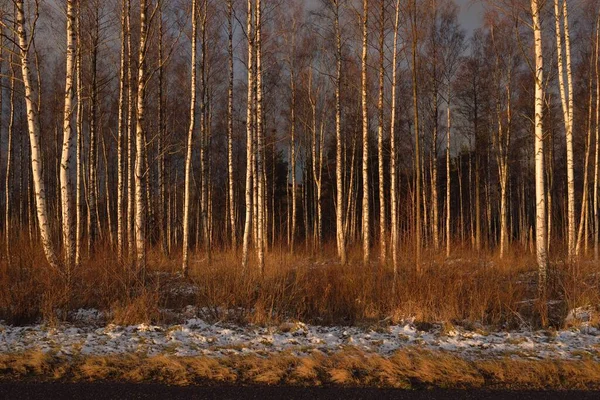 Nyírfa Erdő Naplementekor Hatalmas Fák Első Kora Tél Puha Napfény — Stock Fotó