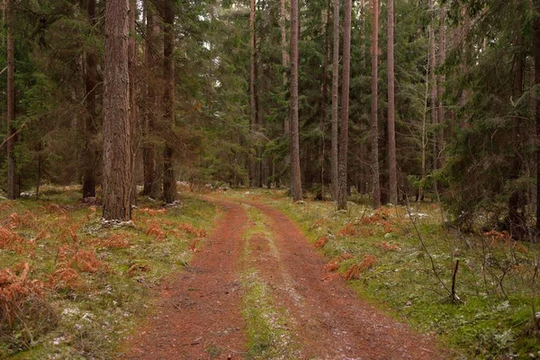 Pathway Door Het Majestueuze Besneeuwde Altijd Groene Bos Machtige Dennen — Stockfoto