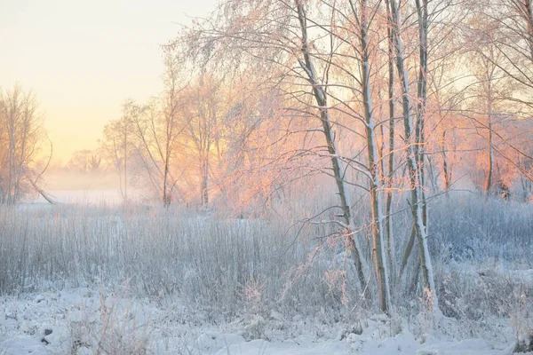 Atmospheric Landscape Snow Covered Evergreen Forest Sunrise Pure Golden Sunlight — Zdjęcie stockowe