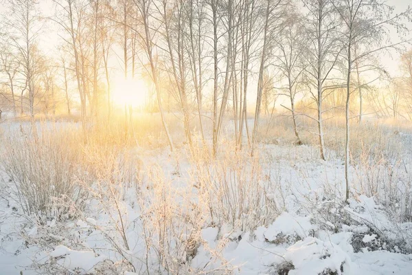 Atmospheric Landscape Snow Covered Evergreen Forest Sunrise Pure Golden Sunlight — Stock Photo, Image