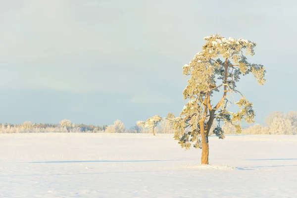 Δυνατό Πεύκο Καλυμμένο Χιόνι Χωράφι Ανθρώπινα Ίχνη Φρέσκο Χιόνι Καθαρό — Φωτογραφία Αρχείου