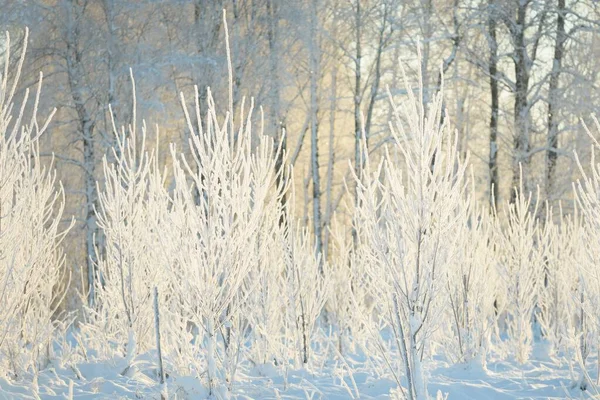 Snow Covered Evergreen Forest Blizzard Young Deciduous Trees Atmospheric Landscape — Fotografia de Stock