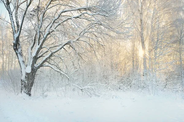 Schneebedeckte Bäume Raureif Waldwiese Sonnenlicht Pur Strahlend Blauer Himmel Winterwunderland — Stockfoto