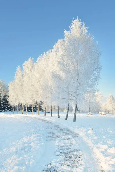 阳光灿烂的日子 穿过白雪覆盖的森林公园 高大的树木 柔和的阳光 冬天的仙境Idyllic景观 圣诞假期 生态旅游 滑雪主题 — 图库照片