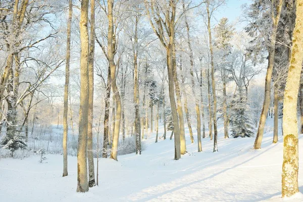 晴れた日に雪に覆われた森林公園を通過します 強力な木 柔らかい日差し 冬の不思議の国 牧歌的な風景です クリスマス休暇 エコツーリズム ハイキング スキーのテーマ — ストック写真