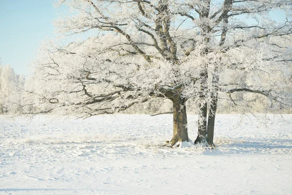 Machtige Eikenboom Bosweide Puur Zonlicht Heldere Blauwe Lucht Winter Wonderland — Stockfoto