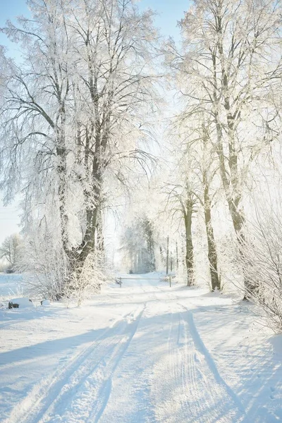 Pathway Snow Covered Forest Park Sunny Day Mighty Trees Frost — стоковое фото