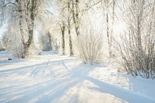 Pathway through the snow-covered forest park on a sunny day. Mighty trees, frost, soft sunlight. Winter wonderland. Idyllic landscape. Christmas vacations, eco tourism, hiking, skiing themes