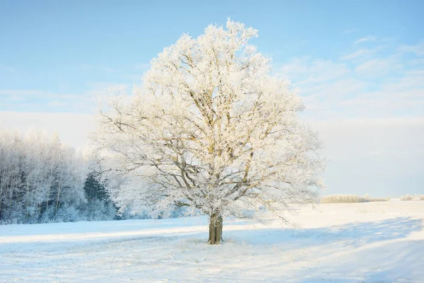 Mighty Oak Tree Snow Covered Field Human Tracks Fresh Snow — Photo