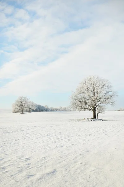 強大なオークの木 雪に覆われたフィールド 新鮮な雪の中で人間のトラック 森の牧草地 純粋な太陽の光 冬の不思議の国 生態系 エコツーリズム 環境保全 クリスマス休暇 — ストック写真