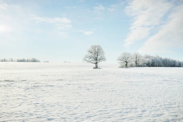 Kudretli meşe ağacı, karla kaplı tarla, taze karda insan izleri. Orman çayırı. Saf güneş ışığı. Kış Harikalar Diyarı. Ekoloji, eko turizm, çevre koruma, noel tatilleri, kayak
