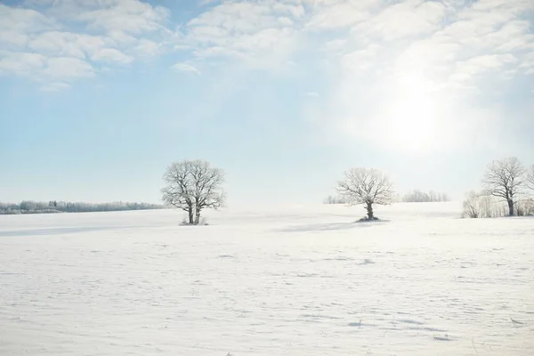 Hatalmas Tölgyfa Hóval Borított Mező Emberi Nyomok Egy Friss Hóban — Stock Fotó