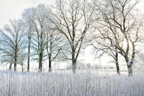 Snow Covered Trees Pure Sunlight Clear Blue Sky Winter Wonderland — ストック写真