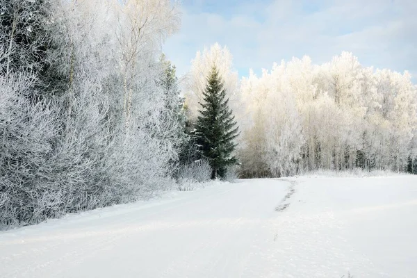 Vägen Genom Den Snötäckta Skogsparken Solig Dag Mäktiga Vintergröna Träd — Stockfoto