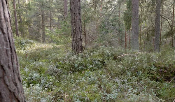 Görkemli Evergreen Ormanı. Güçlü çam ve çam ağaçları, yosun, eğrelti otu, bitkiler. Yumuşak güneş ışığı. Baharın başında. Saf doğa. Ekoloji, yürüyüş, temiz hava, sağlıklı yaşam tarzı kavramları.