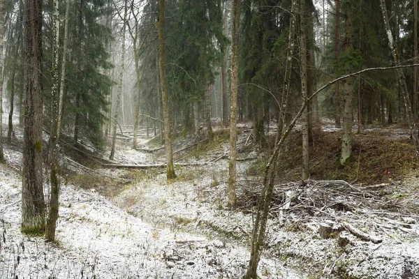 Ścieżka Przez Pokryte Śniegiem Porośnięte Wzgórze Majestatycznym Wiecznie Zielonym Lesie — Zdjęcie stockowe