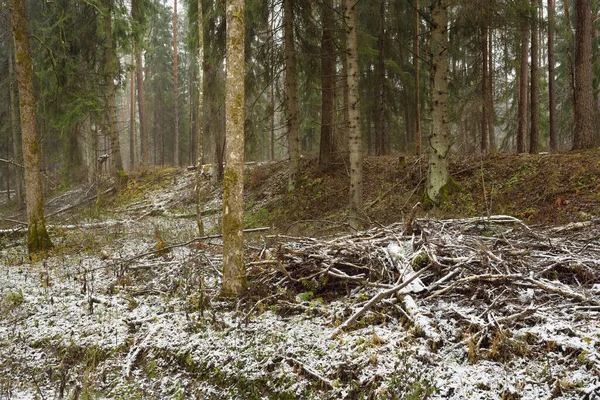 Weg Durch Den Schneebedeckten Hügel Einem Majestätischen Immergrünen Wald Mächtige — Stockfoto