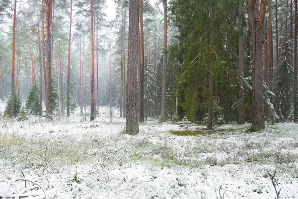 Karla kaplı çam ağacı ormanı. Kar fırtınası. Her daim yeşil olan ağaçlar. Karanlık atmosferik manzara. Idyllic kırsal kesim. Kış Harikalar Diyarı. Panoramik manzara. Saf doğa, eko-turizm.