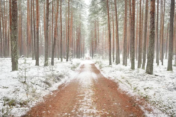 Pathway Rural Road Natural Tunnel Majestic Snow Covered Evergreen Forest — Photo