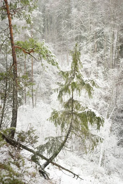 Colinas Cubiertas Nieve Majestuoso Bosque Siempreverde Poderosos Pinos Abetos Troncos — Foto de Stock