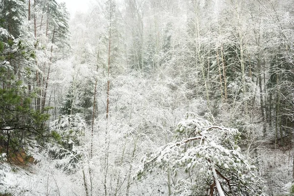 Snötäckta Övervuxna Kullar Majestätisk Vintergrön Skog Mäktiga Tallar Och Granar — Stockfoto