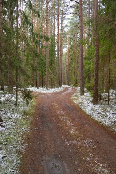 Pathway Door Het Majestueuze Besneeuwde Altijd Groene Bos Machtige Dennen — Stockfoto