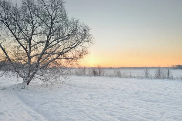 Paisaje Atmosférico Campo Cubierto Nieve Prado Forestal Amanecer Luz Dorada —  Fotos de Stock