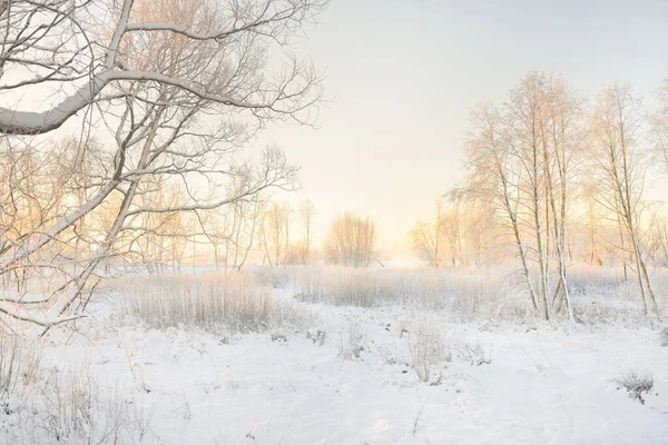 Atmospheric Landscape Snow Covered Evergreen Forest Sunrise Pure Golden Sunlight — Stockfoto