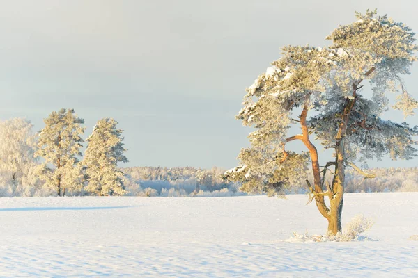 Güçlü çam ağaçları, karla kaplı tarlalar, taze karda insan izleri. Saf güneş ışığı. Kış Harikalar Diyarı. Ekoloji, eko-turizm, çevre koruma, noel tatilleri, kayak