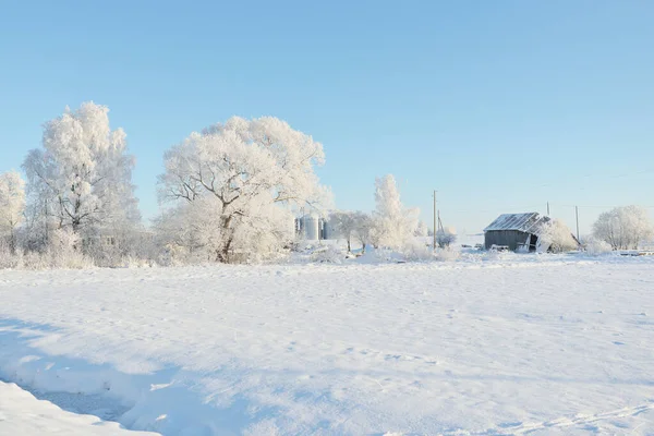 Bos Weide Land Veld Puur Zonlicht Heldere Blauwe Lucht Winter — Stockfoto