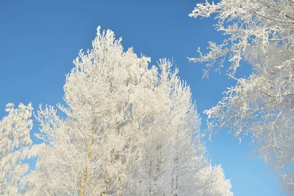 Snow Covered Trees Hoarfrost Forest Meadow Pure Sunlight Clear Blue — стоковое фото