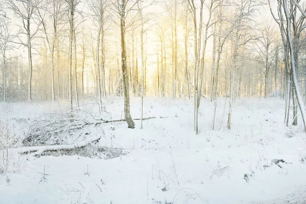 Snow Covered Forest Sunrise Overgrown Hills Frozen River Mighty Trees — ストック写真