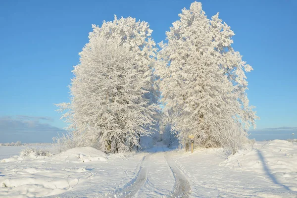 Güneşli Bir Günde Karla Kaplı Orman Parkına Giden Yol Güçlü — Stok fotoğraf
