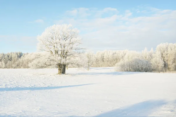 Могучий Дуб Заснеженное Поле Человеческие Следы Свежем Снегу Лесной Луг — стоковое фото