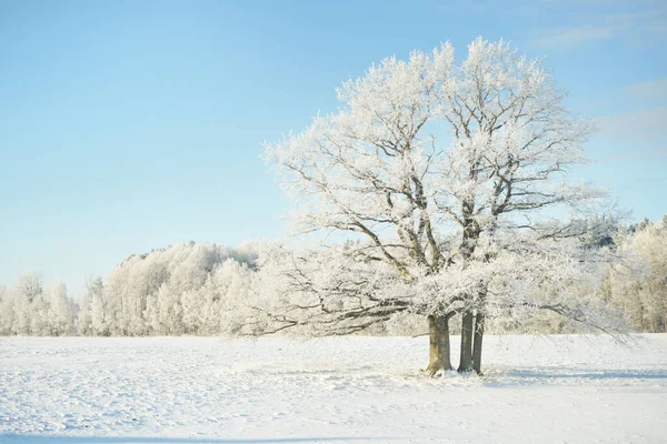 Kudretli meşe ağacı, karla kaplı tarla, taze karda insan izleri. Orman çayırı. Saf güneş ışığı. Kış Harikalar Diyarı. Ekoloji, eko turizm, çevre koruma, noel tatilleri, kayak