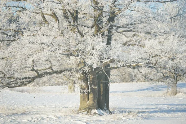 Mighty Oak Tree Snow Covered Field Human Tracks Fresh Snow — Stockfoto