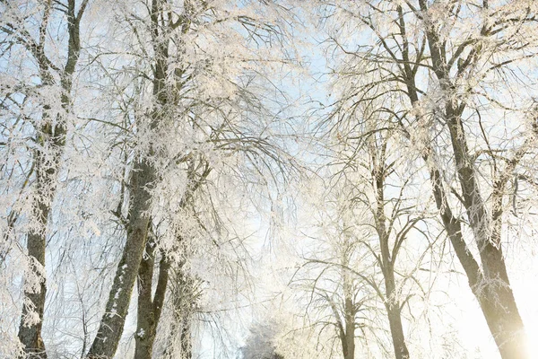 Snötäckta Träd Hesparfrost Skogsängen Rent Solljus Klarblå Himmel Vinterunderlandet Ekologi — Stockfoto