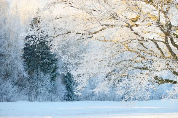 Kudretli meşe ağacı, karla kaplı tarla, taze karda insan izleri. Orman çayırı. Saf güneş ışığı. Kış Harikalar Diyarı. Ekoloji, eko turizm, çevre koruma, noel tatilleri, kayak