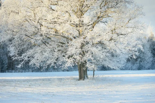 Mighty Oak Tree Snow Covered Field Human Tracks Fresh Snow — Fotografia de Stock