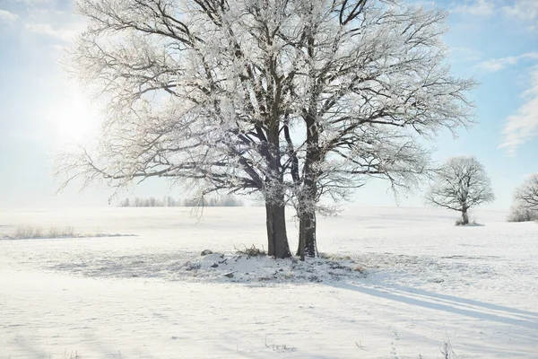 Kudretli meşe ağacı, karla kaplı tarla, taze karda insan izleri. Orman çayırı. Saf güneş ışığı. Kış Harikalar Diyarı. Ekoloji, eko turizm, çevre koruma, noel tatilleri, kayak